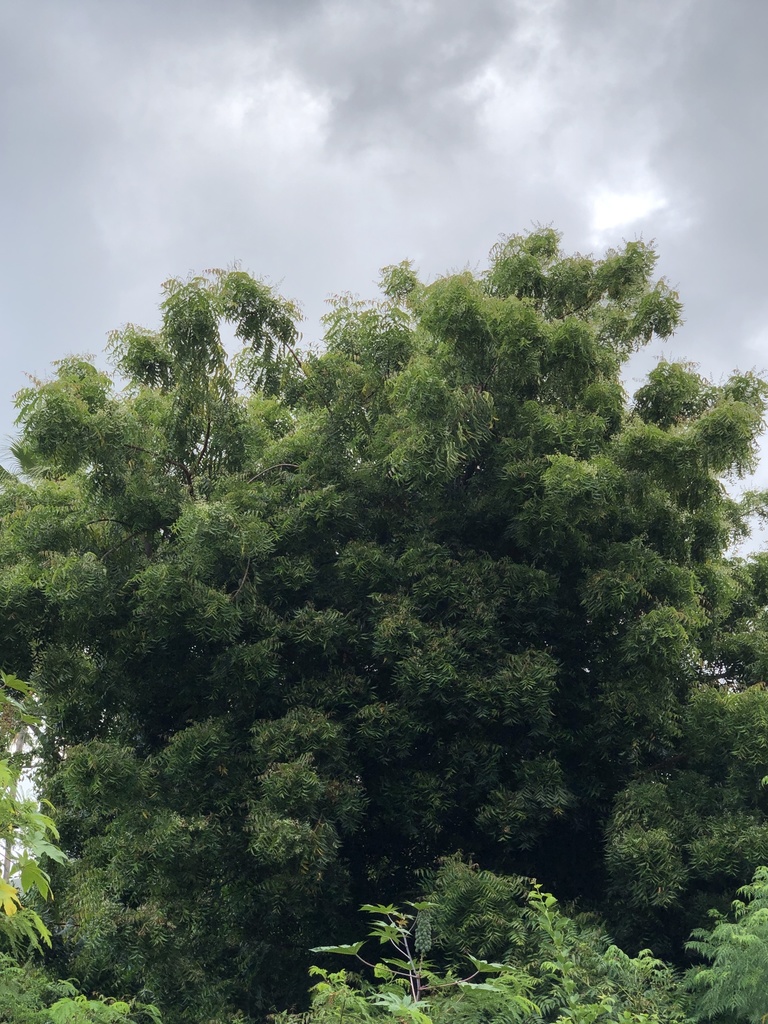 Neem from Fort Ashby, Nevis, Saint Kitts and Nevis, KN on April 22