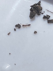 Ponera pennsylvanica