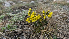 Draba cuspidata