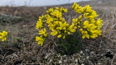Draba cuspidata