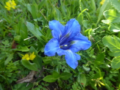Gentiana occidentalis
