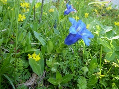 Gentiana occidentalis