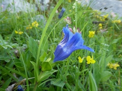 Gentiana occidentalis