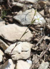 Sabulina tenuifolia