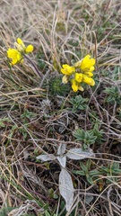 Draba cuspidata