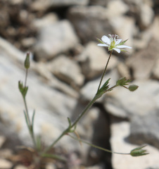 Sabulina tenuifolia
