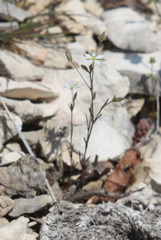 Sabulina tenuifolia