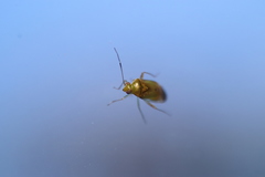 Pinalitus conspurcatus