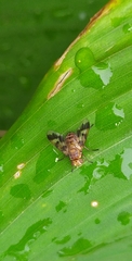 Diptera