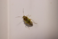 Pinalitus conspurcatus