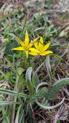Gagea granatellii