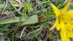 Gagea granatellii
