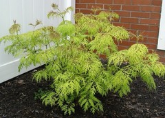 Sambucus racemosa