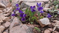 Viola ambigua