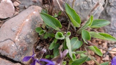 Viola ambigua