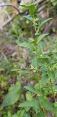 Ditaxis argothamnoides