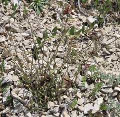 Holosteum glutinosum