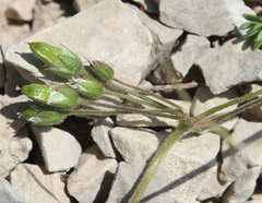 Holosteum glutinosum