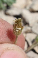 Holosteum glutinosum