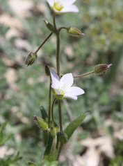 Holosteum glutinosum