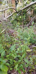 Ditaxis argothamnoides