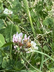 Apis mellifera