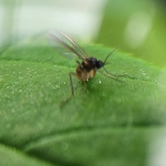 Metopininae