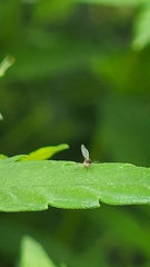 Metopininae