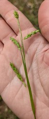 Carex oxylepis