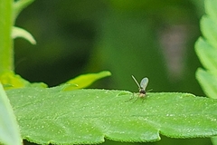 Metopininae