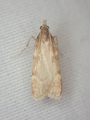 Aglossa electalis