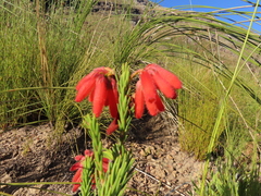 Erica cerinthoides
