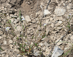 Holosteum glutinosum