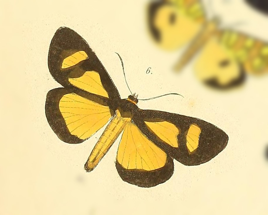 Seirocastnia amalthea