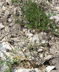 Holosteum glutinosum