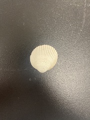 Lunarca