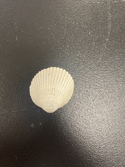 Lunarca