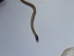 Eirenis occidentalis