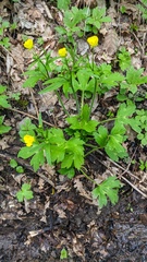 Ranunculus constantinopolitanus