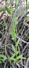 Myosotis verna