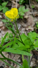 Ranunculus constantinopolitanus