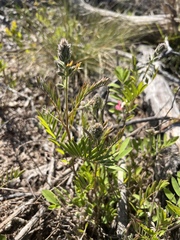 Laportea alatipes