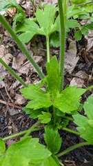 Ranunculus constantinopolitanus