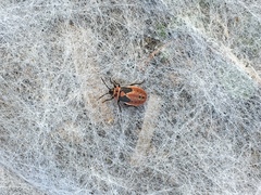 Lygaeus kalmii