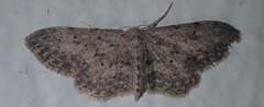 Idaea incisaria