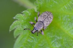 Otiorhynchus singularis