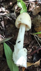 Amanita flavescens