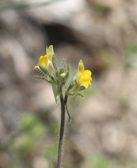 Linaria simplex