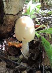 Amanita flavescens