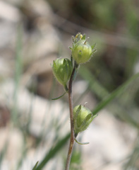 Linaria simplex